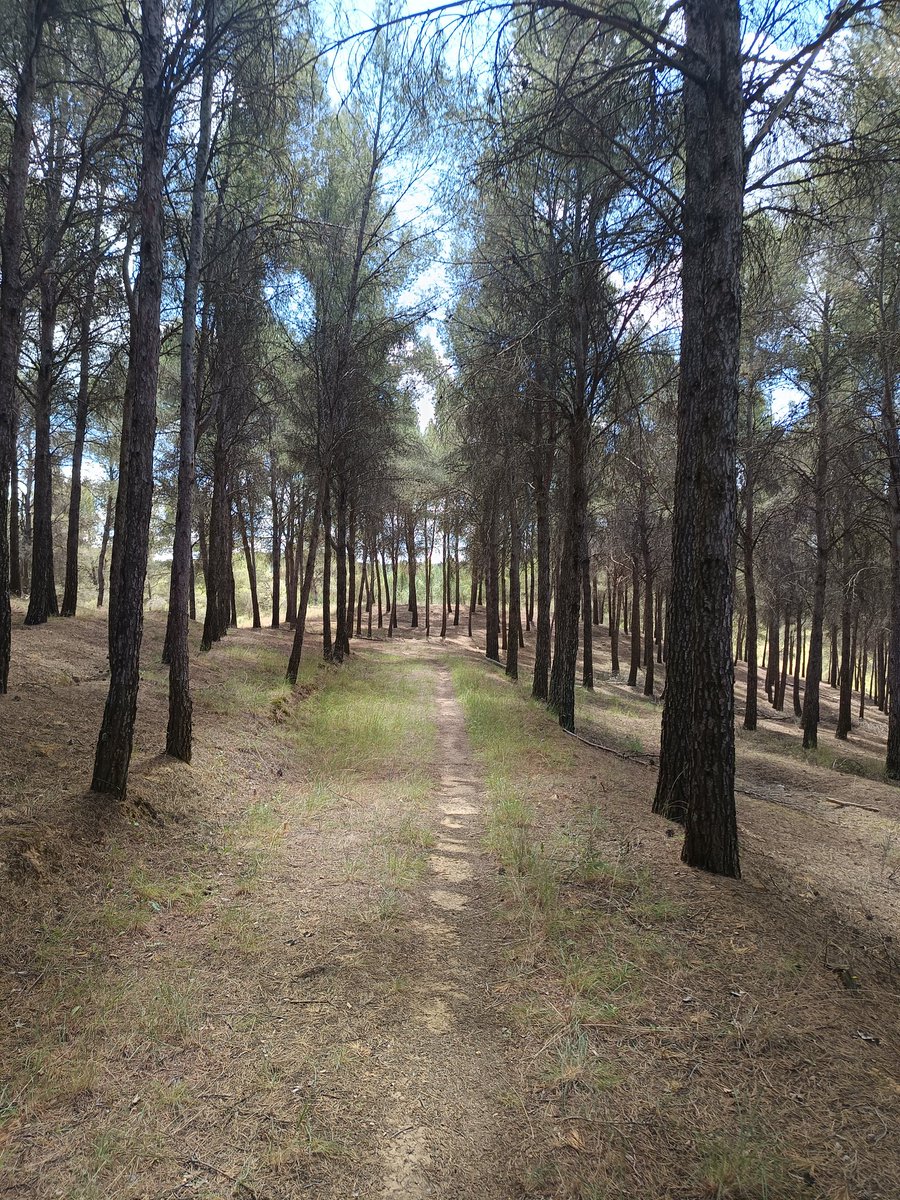 Aguado_trail tweet media