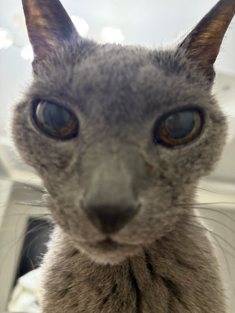 りりin HZ tweet media