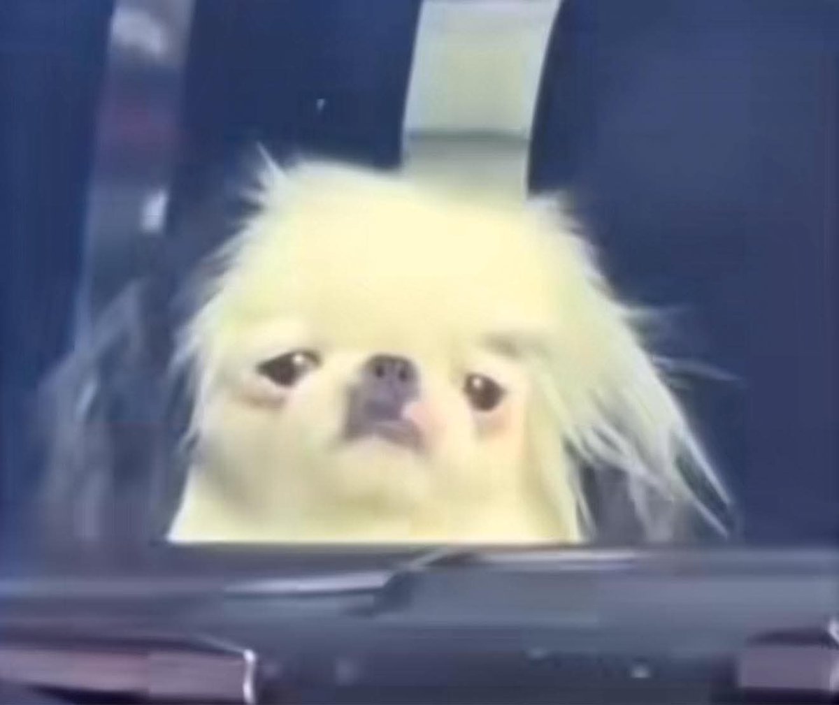 🦥 Club Lil' Sebastian 🐴 tweet media