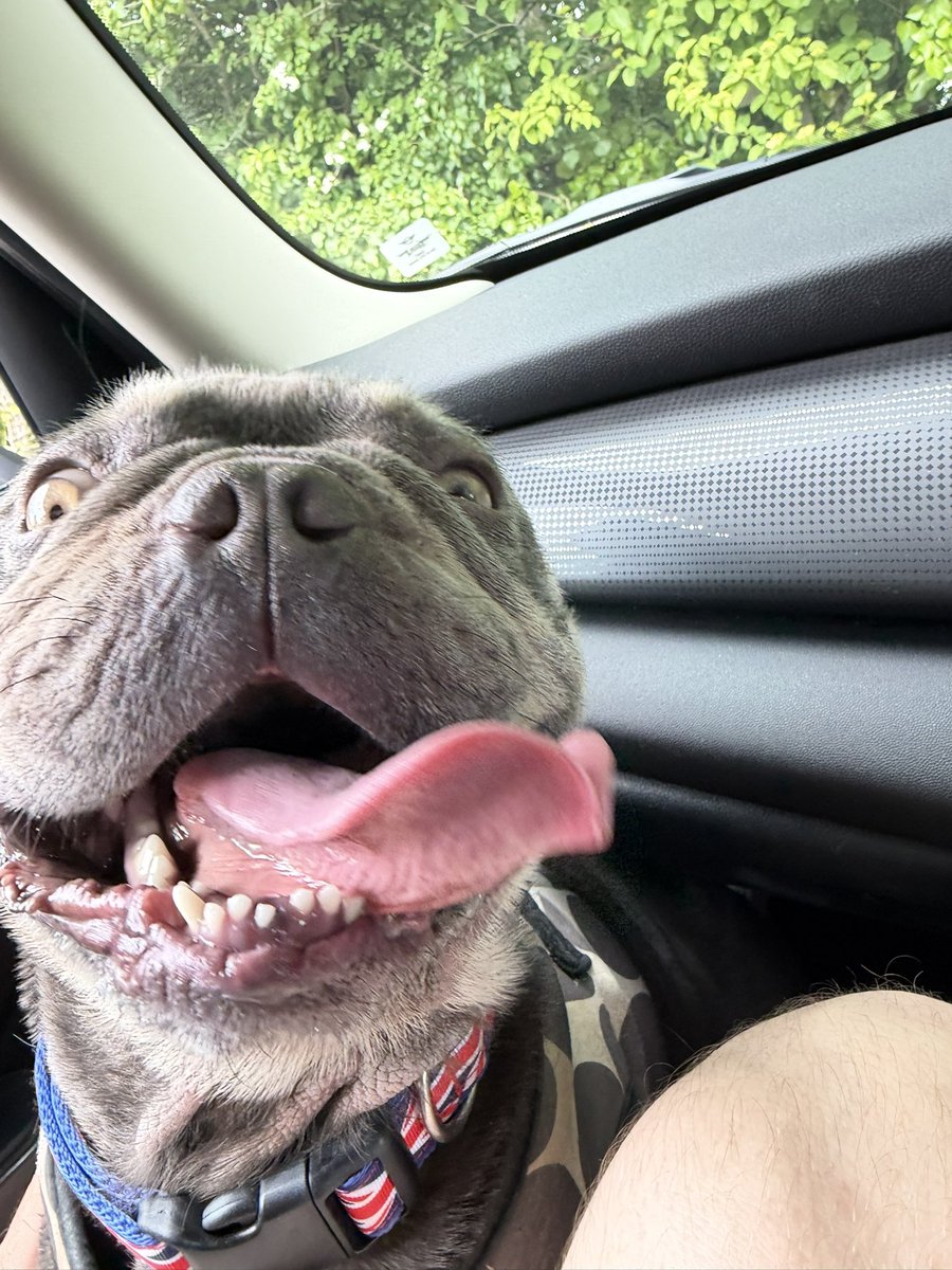 HugoandBob's tweet image. Just think everyone needs their day brightened by this one #frenchie #dog