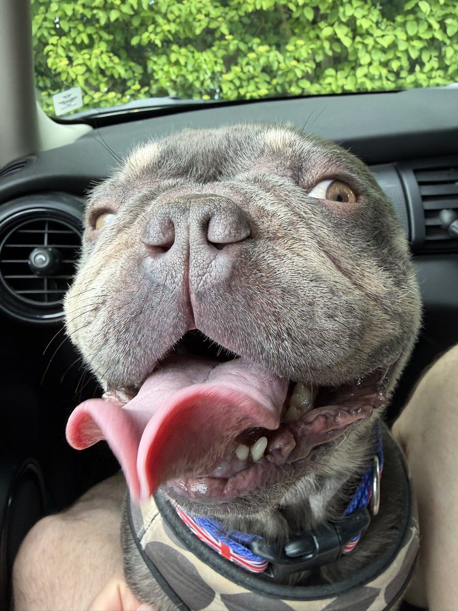 HugoandBob's tweet image. Just think everyone needs their day brightened by this one #frenchie #dog
