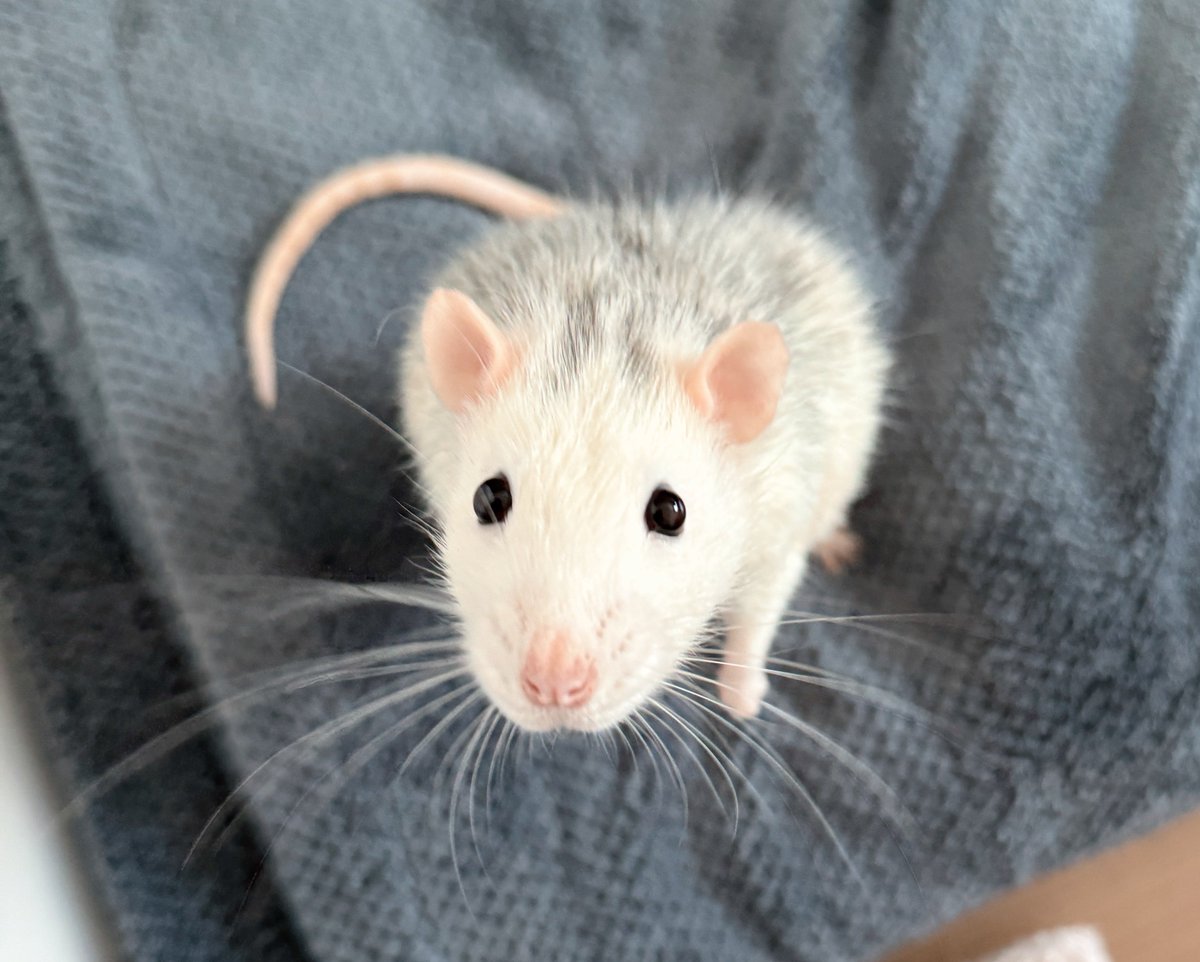 ｷﾞﾝﾁｬﾝはとにかく飼い主の顔を見てくる