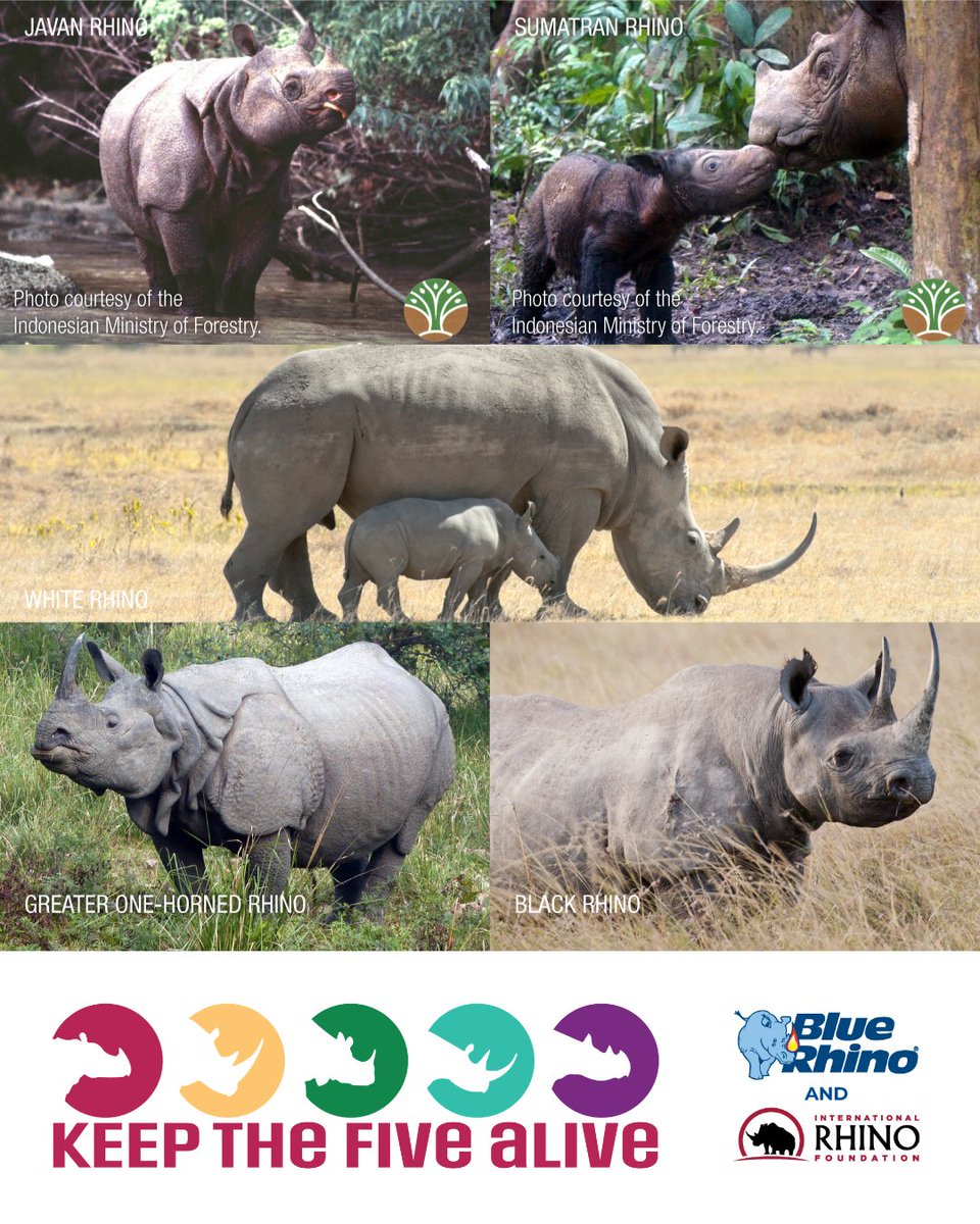 Blue Rhino tweet media