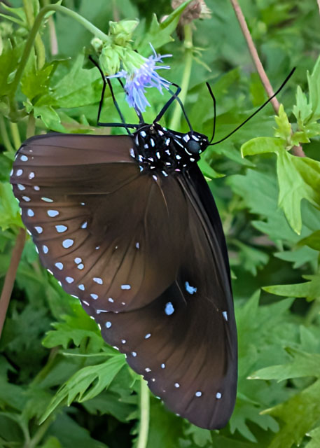 photos_dsmith's tweet image. A blue spotted crow #butterfly stops for a refreshing drink on a hot day in #HongKong #park. Shot using #Nikon by an #awardwining #photographer / #photography #business in #Stockport #England. See more #images like this and others at darrensmith.org.uk #naturephotography