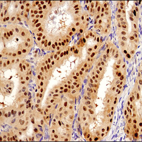 Cell Signaling Technology tweet media