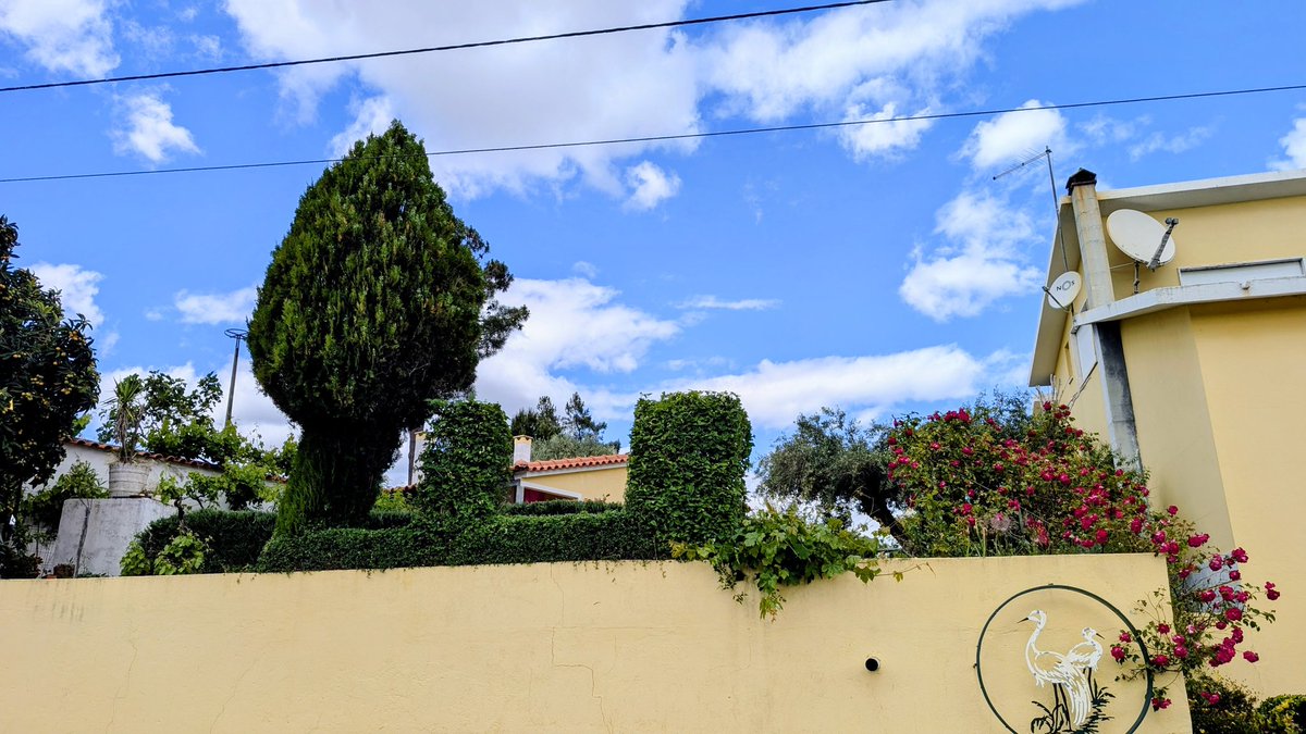 AlfredFimm's tweet photo. Mögt ihr Rosmarin? Das hier ist eine Rosmarin Hecke. Es ist ein Dufterlebnis, wenn ich sie schneide. Dahinter ist noch eine Hecke. Die hat Schwiegervater wie Burgzinnen geschnitten. Natürlich führe ich den Spaß fort. 😀

Was so unordentlich aussieht, ist eine Weinrebe. 😅 https://t.co/TNTaprB8Tx