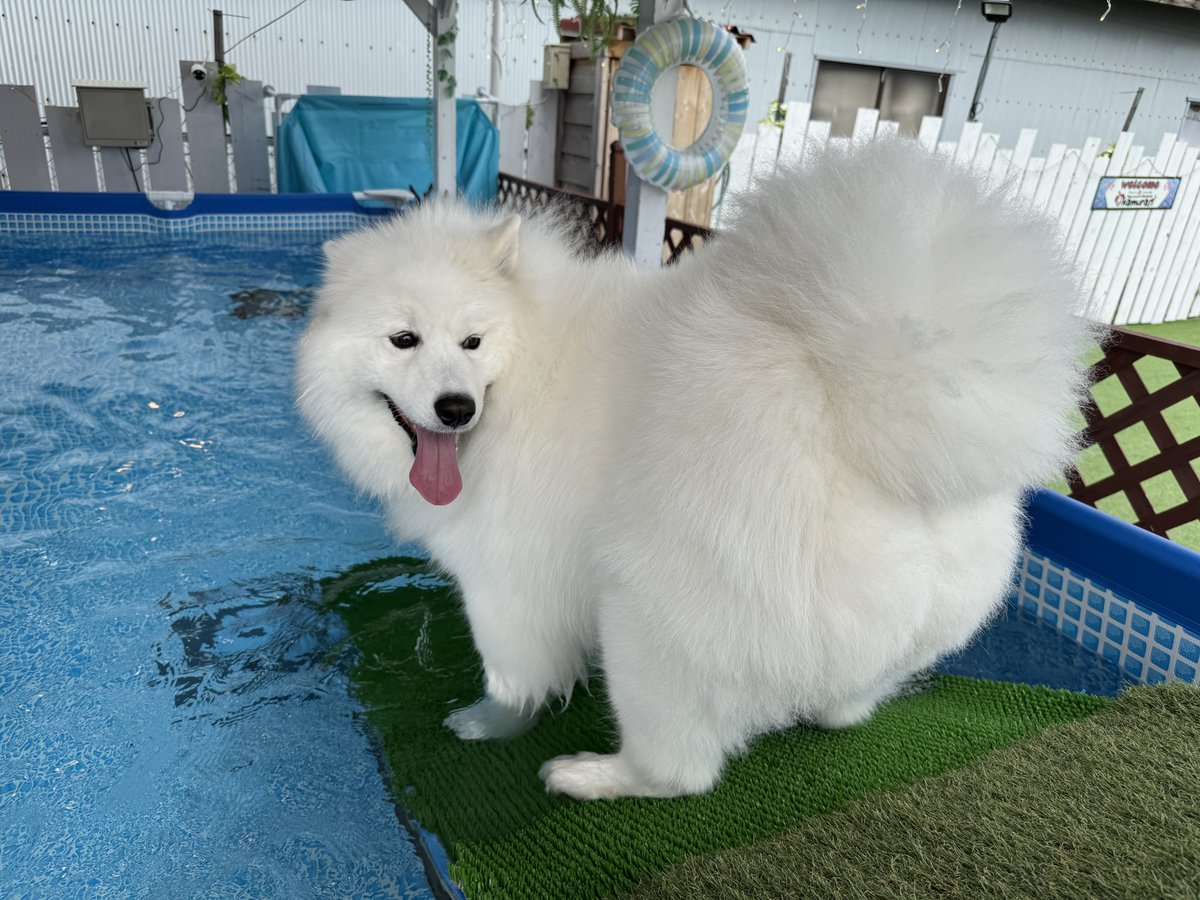 エル🐾サモエド tweet media