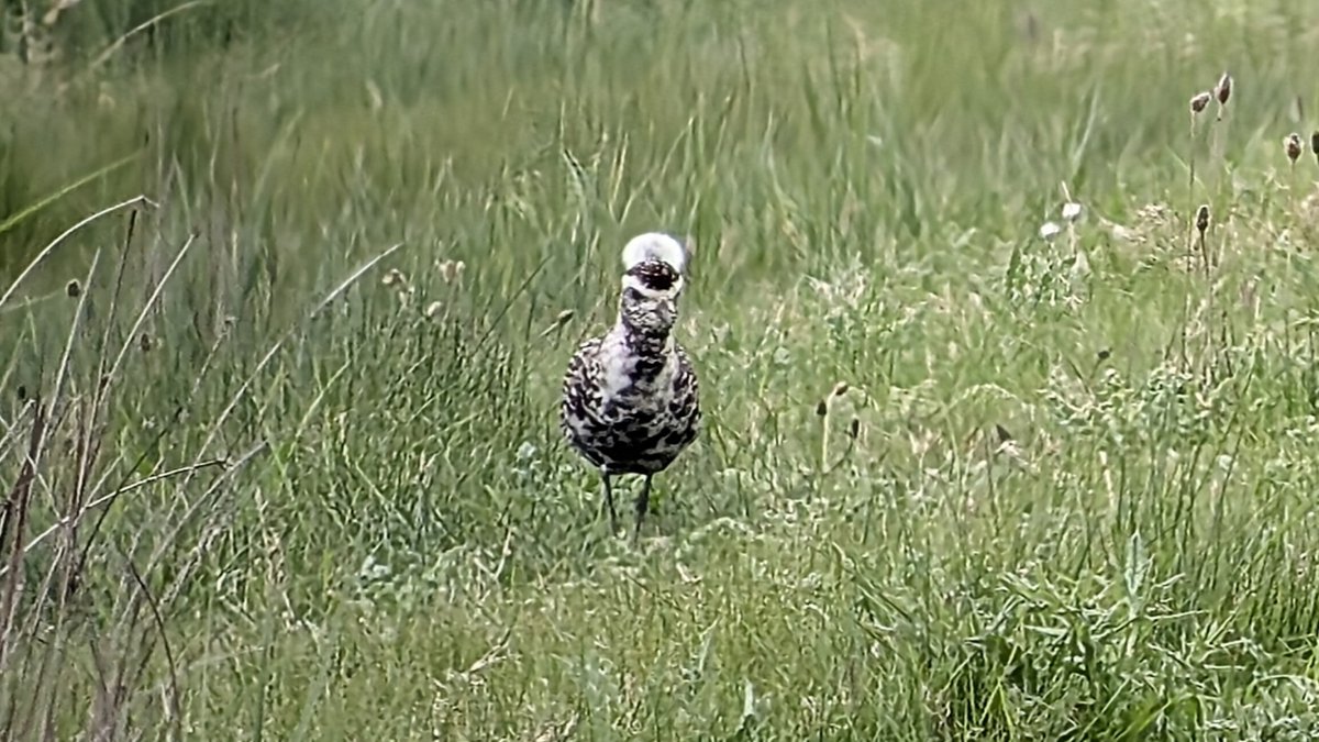 Plover wearing a little dandelion on its head.