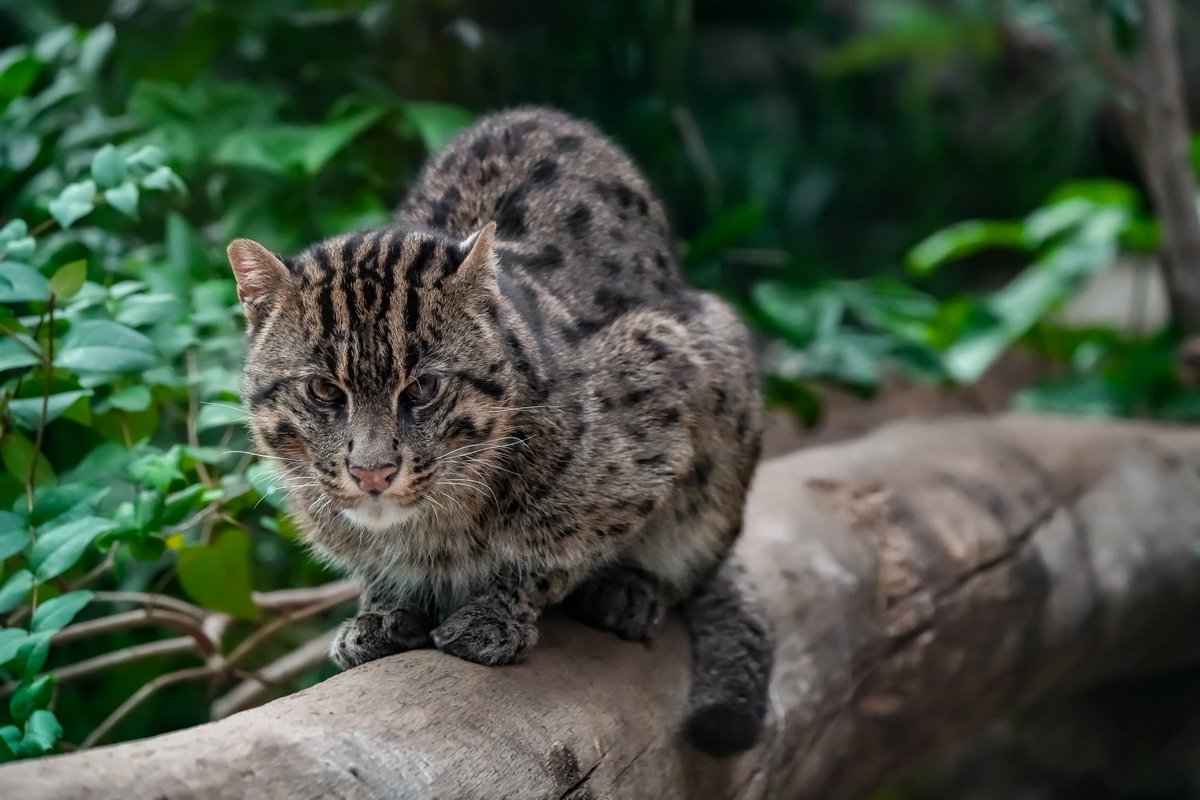 misayooooooo's tweet photo. #神戸どうぶつ王国
#kobeanimalkingdom
#スナドリネコ https://t.co/qXebdSSFLs