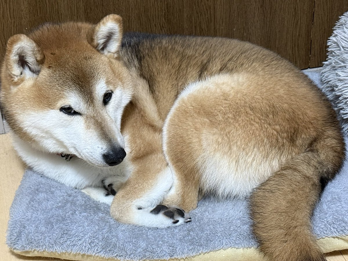 そろそろおねむなサイゾウくん
なんだか少しキツネみたい🦊

#柴犬