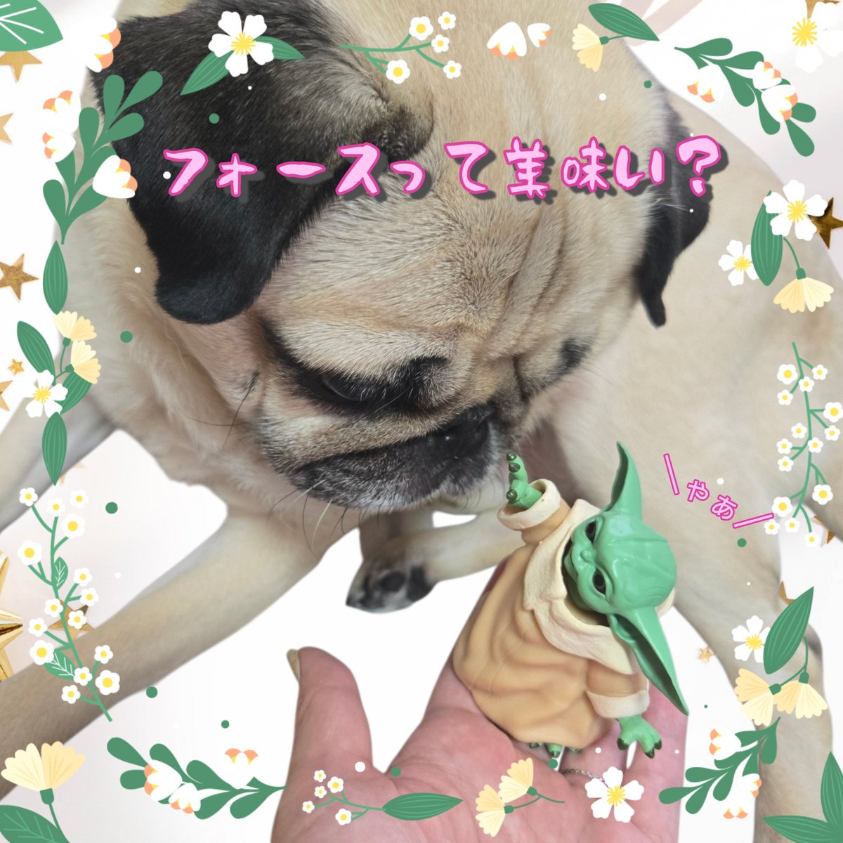 パグちゃん♪welcome パグちゃんの最新❤ | Dog Salon Akiba