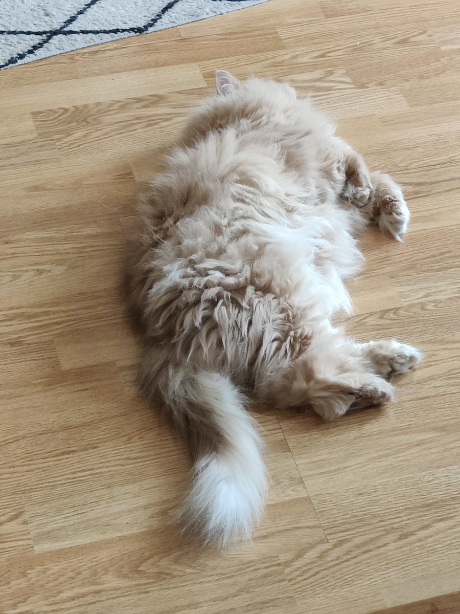 Барсик от жары упал и потерял сознательность. Жалко его...😾😽