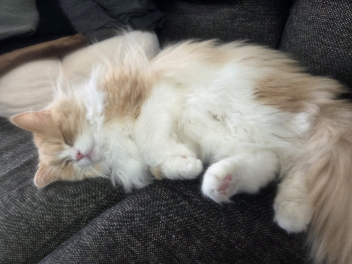 マシュ🐱🐾鼻たれノルジャン tweet media