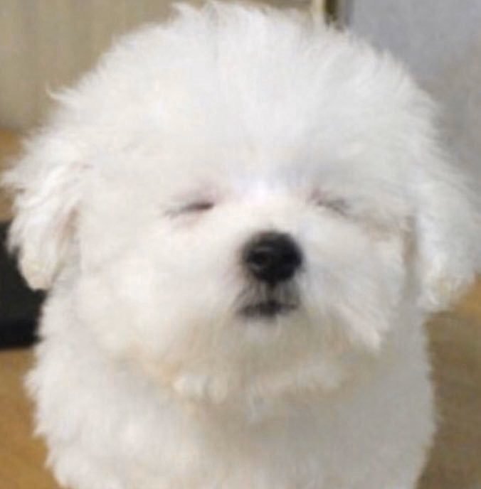 진저v tweet media