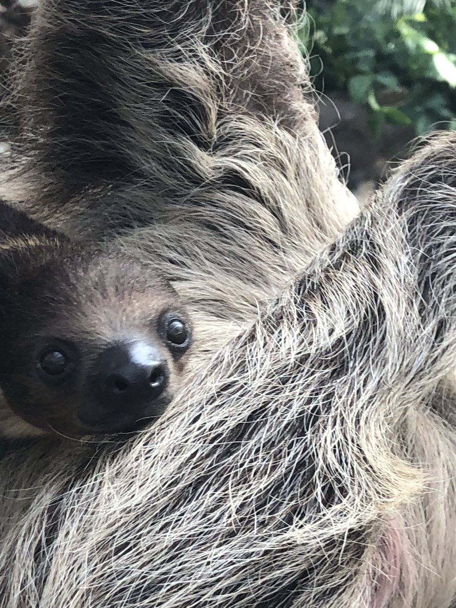 ナマケモノ研究所(The sloth research center)🦥 tweet media