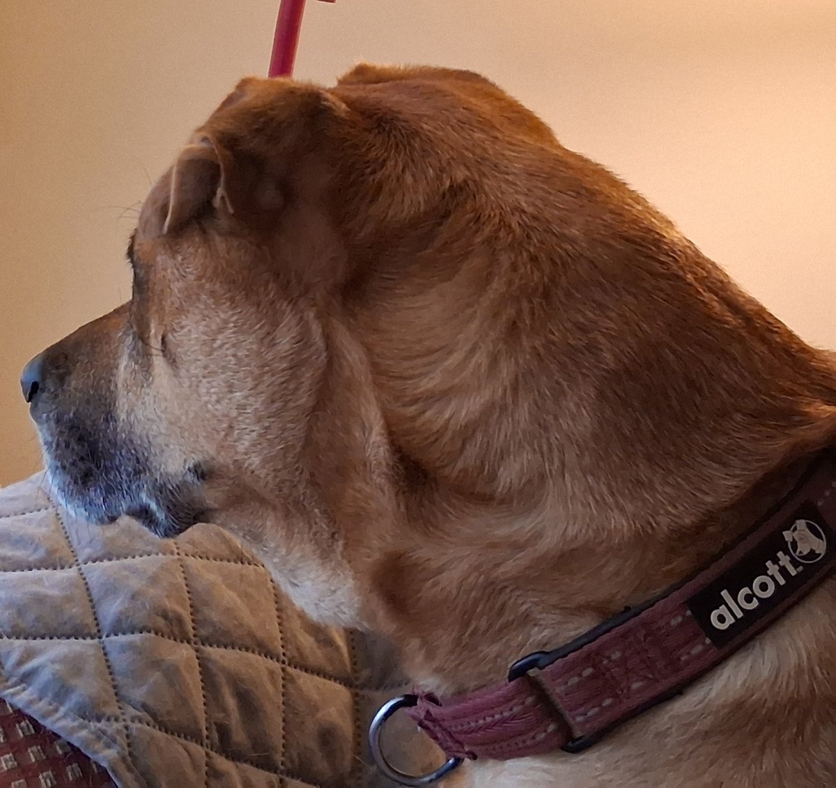 MarkHun41790957's tweet image. Photo of the day May 01, 2026 - Our watchdog Barclay looking out the window keeping us safe. #dog #canine #watchdog #rescuedog #animal #pet #photooftheday