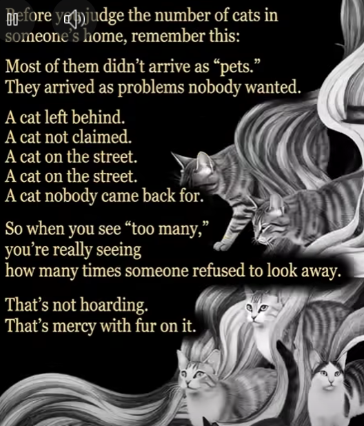 awesome_prods's tweet photo. Good day everyone!!!  To the 3-4 people who say they will come today, I wanted to give you heads up. Yesterday the kittens were vetted and immunized. In the process we were only left with ONE KITTEN! https://t.co/M31tyZs07v