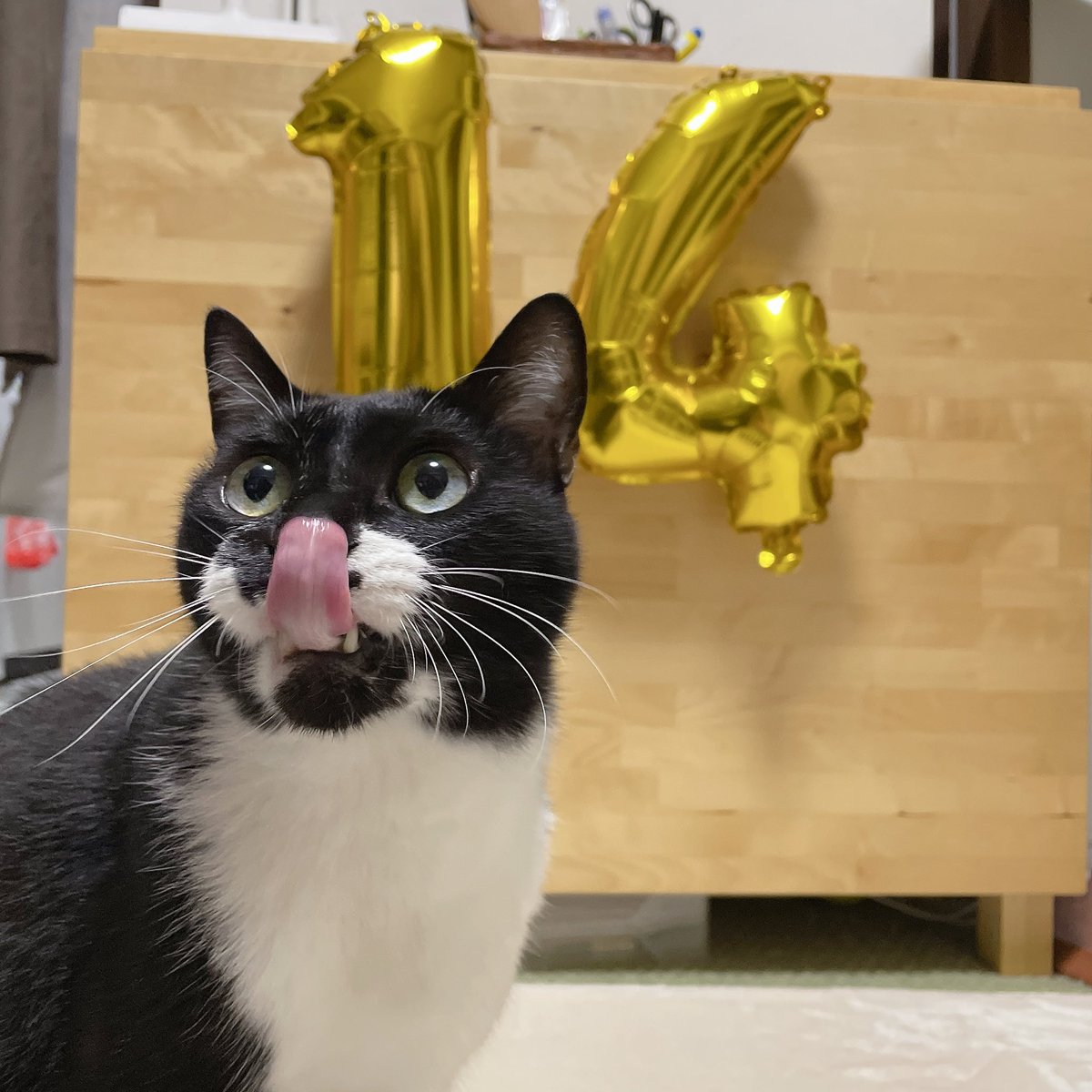 artificial_kilo's tweet photo. ねこ14歳おめでとう！🎉
プレゼントしたフリーズドライのマグロ、美味しくて手が出ちゃう🤲気に入って良かった😚 https://t.co/jytJbORb0l