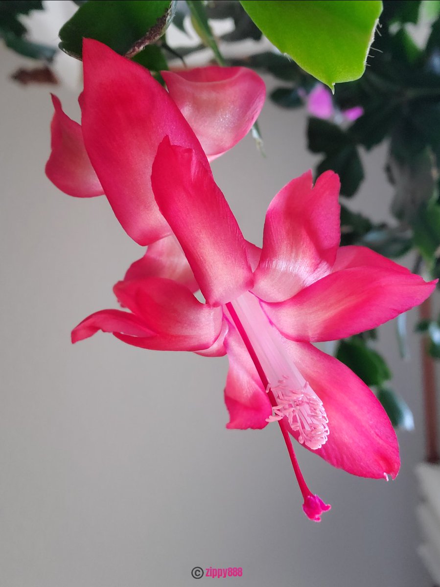 zzippy888's tweet photo. Happy Tuesday! β€οΈ #Thanksgivingcactus #flower #photography #myplant #bloomscrolling #newbloom https://t.co/stX5quzViz