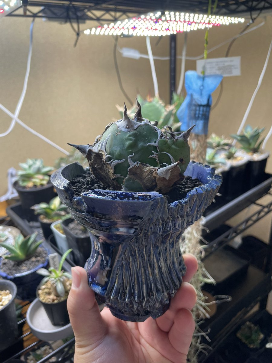 白鯨