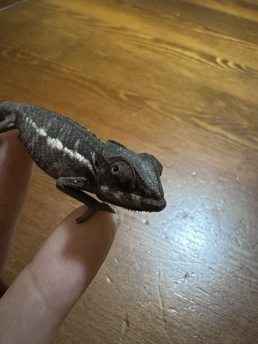 cap108's tweet photo. 雌雄判別不明(maybe♀)のベビーを飼育して半年
成長も遅くて不安も多かったカメレオン飼育も、急に成長スイッチ入ってここまで大きくなった
成長を感じられるのは楽しい
そして雄だったのはラッキー
#パンサーカメレオンアンバンジャ https://t.co/WJDVxwToF7