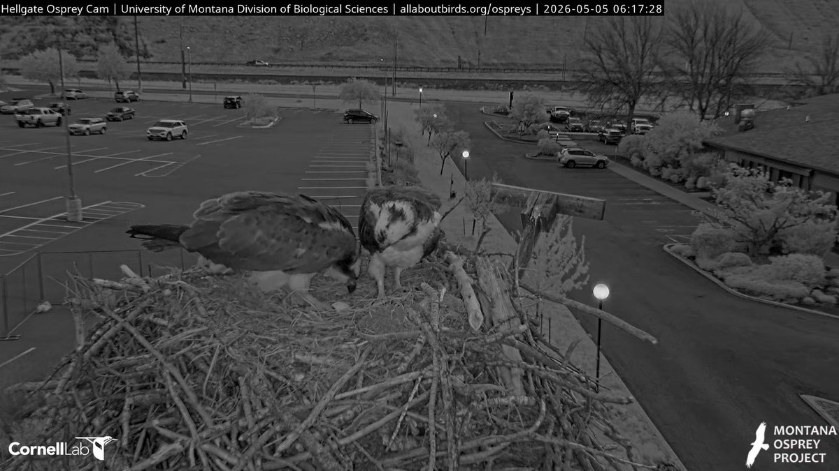 Hellgate Osprey tweet media