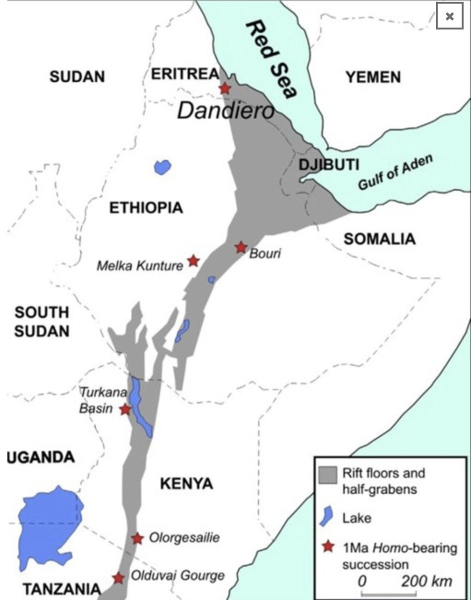 GhideonMusa's tweet image. #Eritrea: Legacy of archaeological Research
Dr. Tsegai Medin @ERIHominin 

The Eritrean Danakil Depression (part of the East African Rift) has yielded major fossils, including the ~1 million-year-old “Mis Buia” (Buia Lady) cranium — a key link between Homo erectus and later