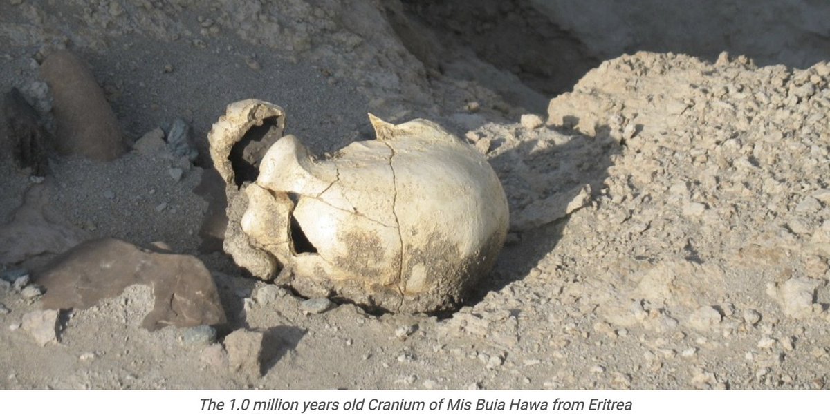 GhideonMusa's tweet image. #Eritrea: Legacy of archaeological Research
Dr. Tsegai Medin @ERIHominin 

The Eritrean Danakil Depression (part of the East African Rift) has yielded major fossils, including the ~1 million-year-old “Mis Buia” (Buia Lady) cranium — a key link between Homo erectus and later
