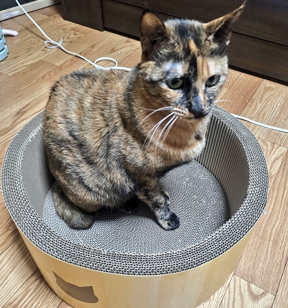 猫音こね@REALITY tweet media