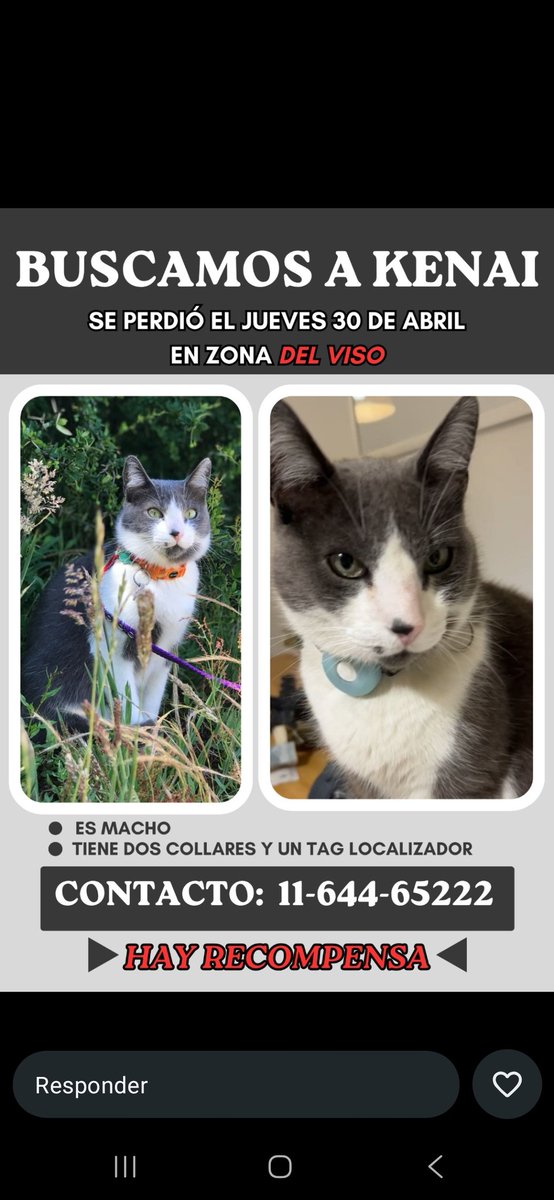 Belu - seño de perritos 🐺👩🏽‍🏫 tweet media