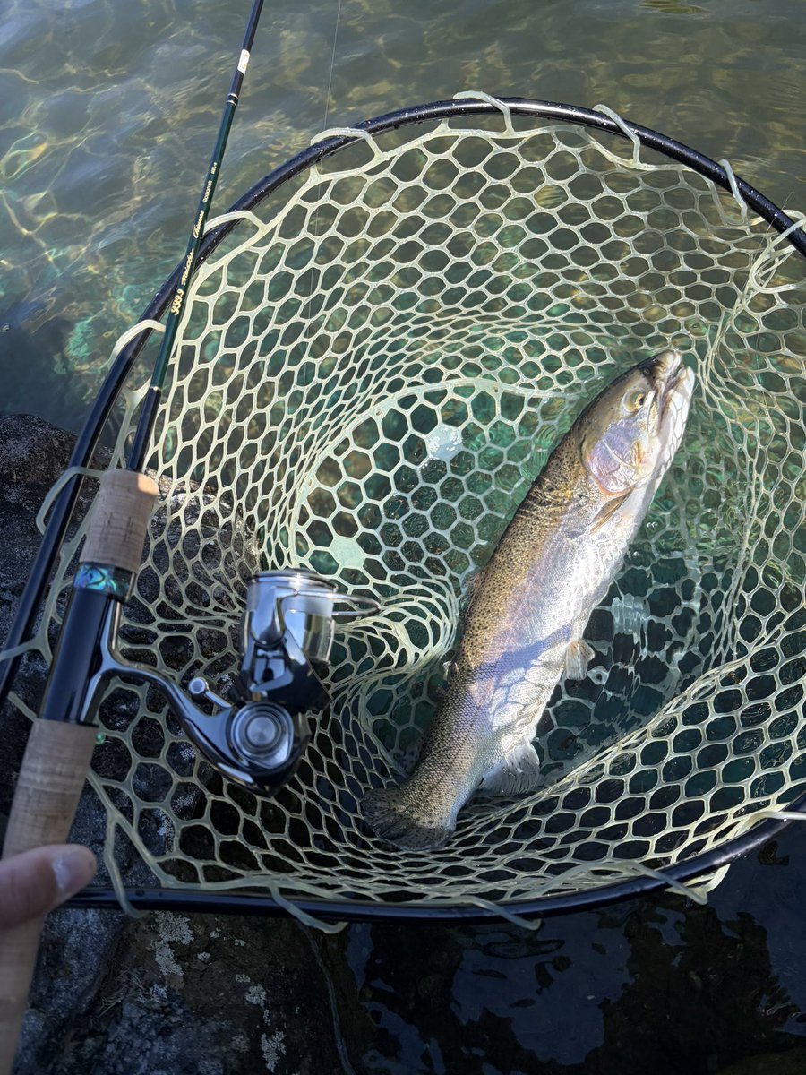 tomoki_e92's tweet photo. 今日はGW唯一の釣り🎣
パインレイク鹿留🍍
富士の介狙いで鹿留湖には行かず😂
朝と帰り間際に1本ずつキャッチ...
一緒に釣りした@zakkiiii202501 ⬇️

#エリアトラウト
#管釣り
#パインレイク鹿留 https://t.co/X1IdUEH4gl