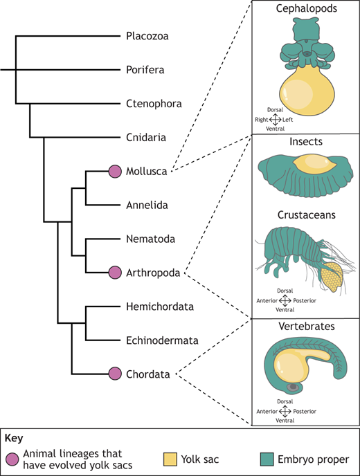 Dev_journal's tweet photo. The vertebrate yolk sac: evolutionary origins & current advances in #invitromodels
Blagrove & co examine the evolution of the extra-embryonic endoderm & explore how in vitro models are uncovering its biology.
https://t.co/lltKVKK3B8 https://t.co/88J3gfzryw