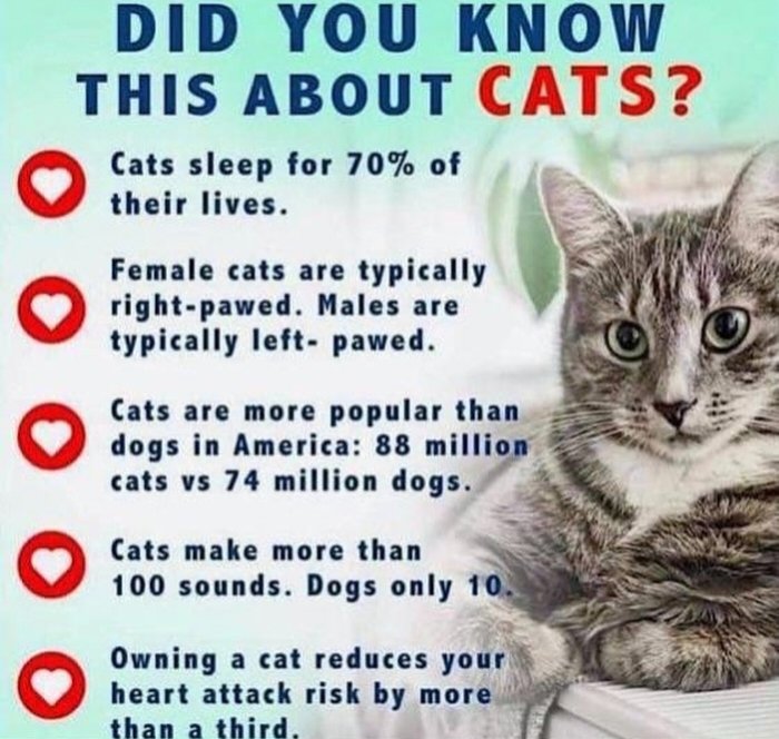We don't deserve cats 😺 tweet media