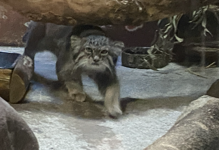 みなねこまい 今日撮ったマヌルネコを、投下。