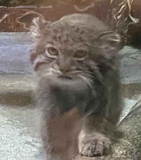 みなねこまい 今日撮ったマヌルネコを、投下。