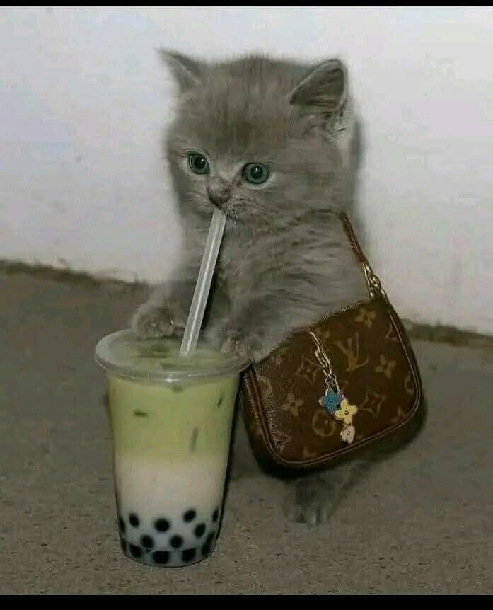 smol silly cat tweet media
