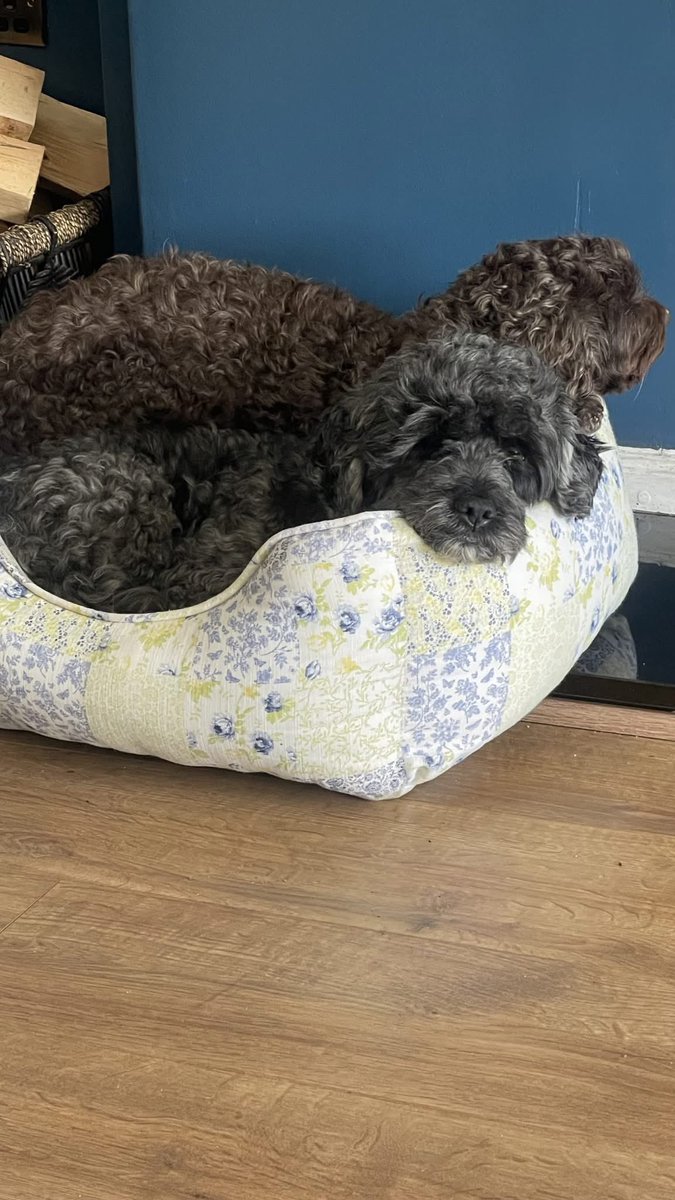 Louis and Pyper are both looking for a new home. 
Louis is 9 years old and Pyper is 13 years old. 
They are both bonded so would need a new home together. 
Louis is a Yorkiepoo and Pyper is a Cockerpoo. 

Pyper is chipped and spayed and Louis is also chipped and both healthy with