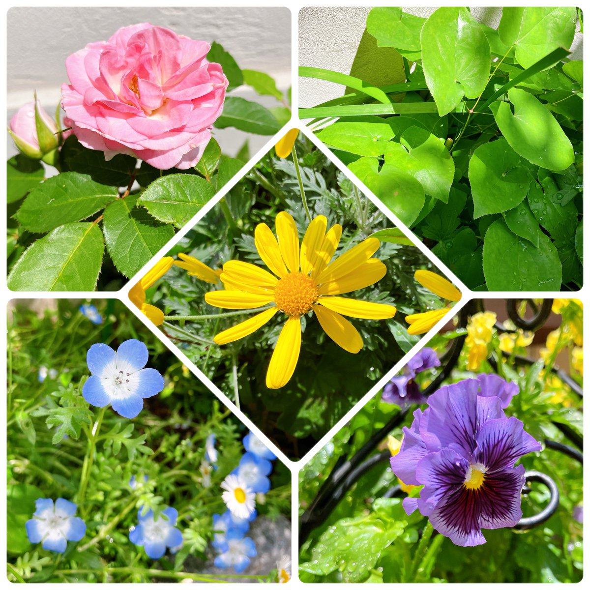 頼まれてた水やりしに行ったら宝塚の組カラーのお花(緑は葉っぱだけど)が咲いてたから撮った🩷💛💚💙💜
キャトルレーヴさんがトップさんのアクカとお花撮ってるの綺麗だなーって思ったけどアクカ買ってないからお花だけ😂月担だから黄色センターで🌙