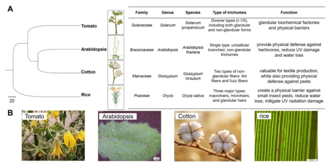 Plant Cell Reports tweet media