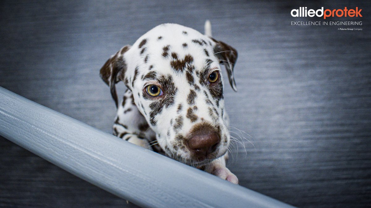 Every now and then, you get a moment that lifts the whole team. 🙌

Today, 13 Dalmatian puppies provided a dopamine boost across the workforce 🐾

Queues for selfies as far as the eye could see! 🤳

🌐 alliedprotek.co.uk
📞 01472 897503

#AlliedProtek #TeamCulture #Wellbeing