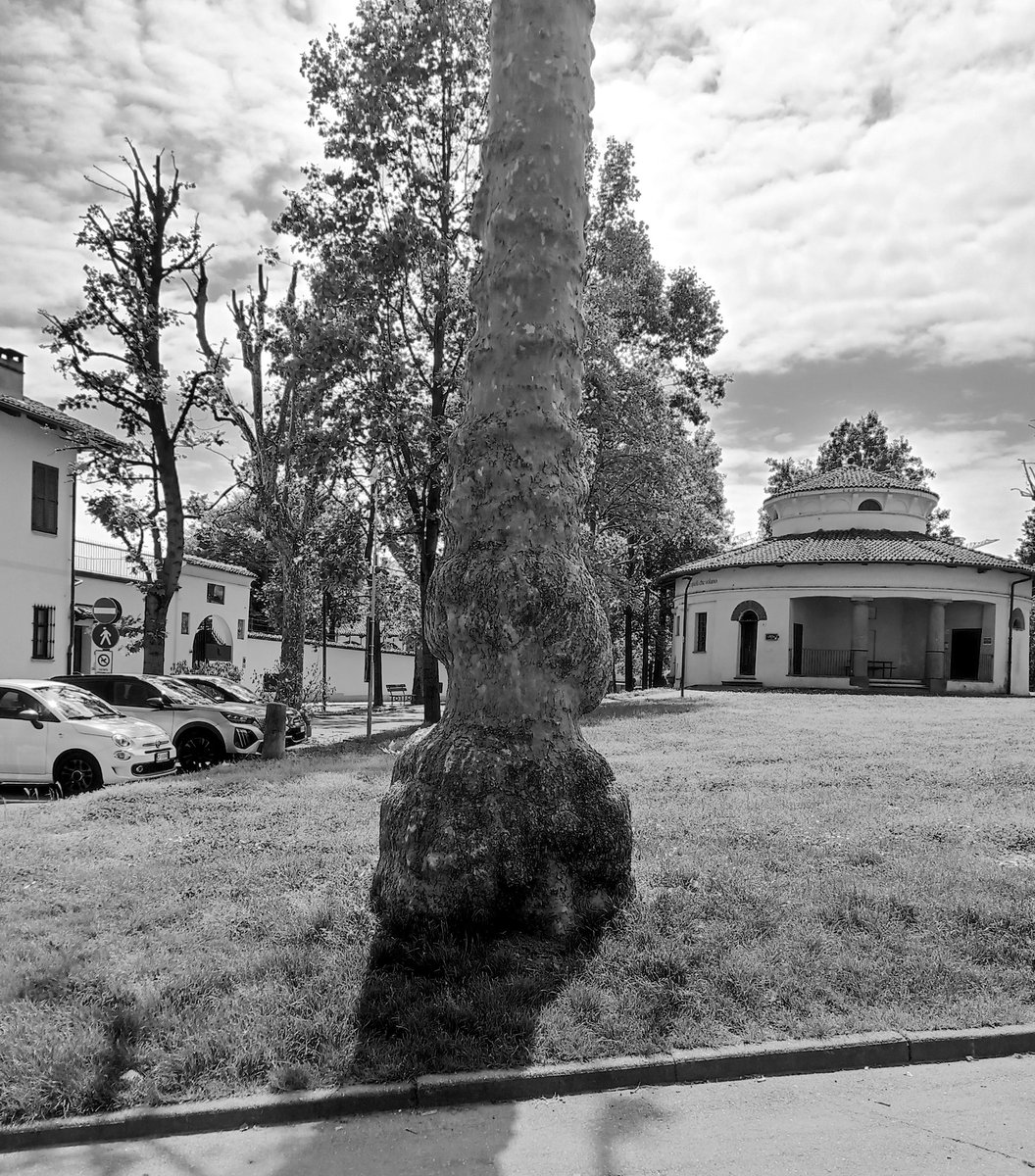 luca_bergamasco's tweet image. #ThickTrunkTuesday #tree #TreeClub #monochrome #BW #BlackAndWhitePhotography