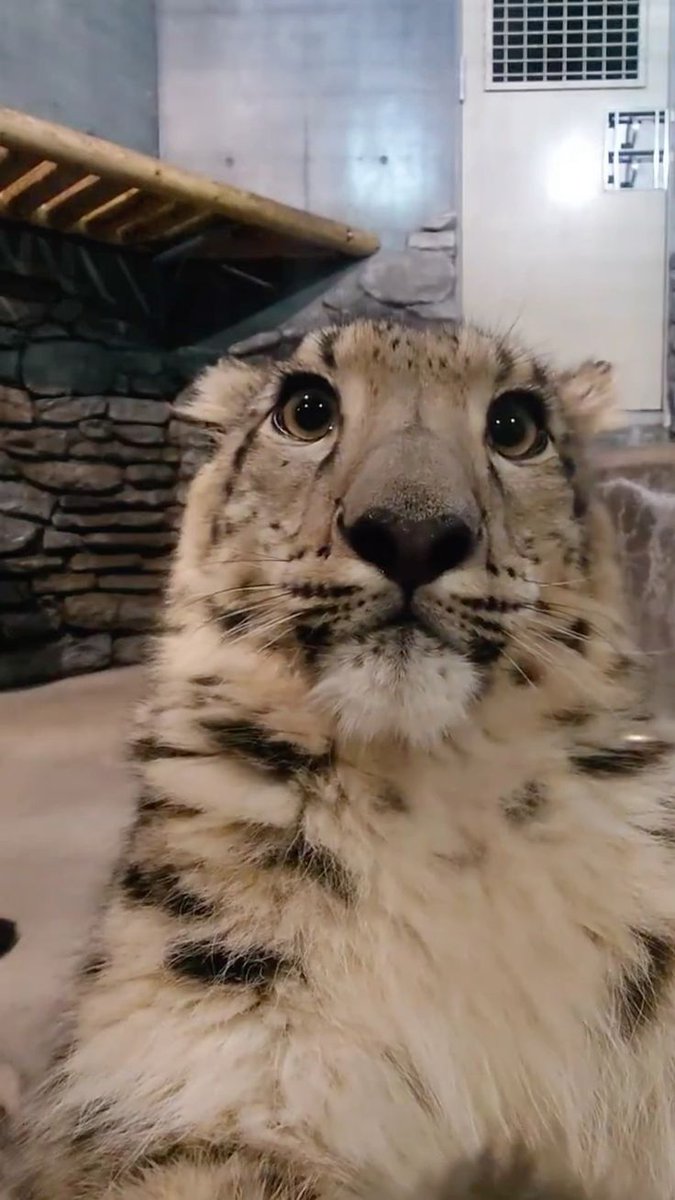 Worlda_Animals's tweet photo. https://t.co/oMqKYPT0PY