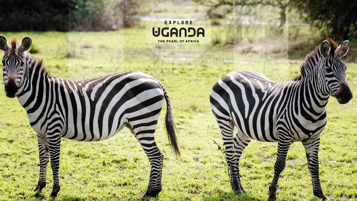 ExploreUganda's tweet photo. 11:11✨

Make a wish, set the wallpaper and carry the Pearl of Africa on your desktop all week. 

#WallpaperWednesday | #ExploreUganda https://t.co/OfuHErWjg3