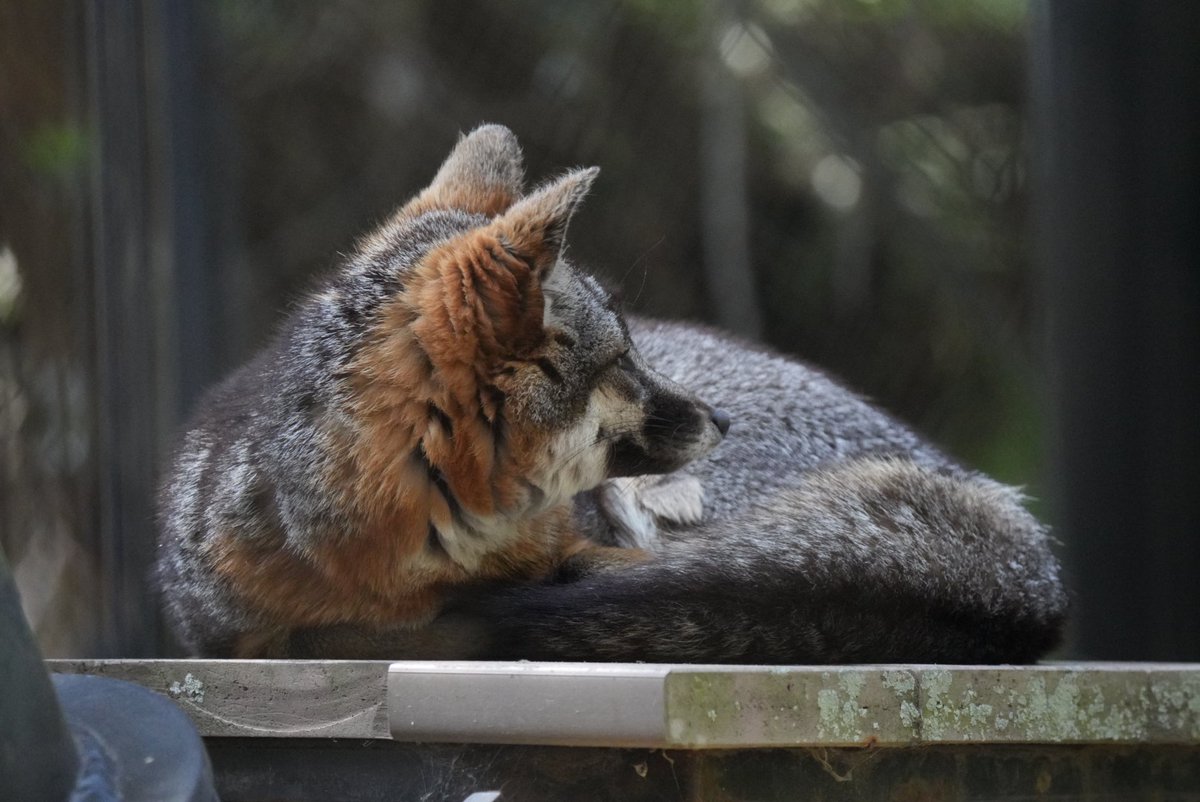しんしあきと🏝🦊 tweet media