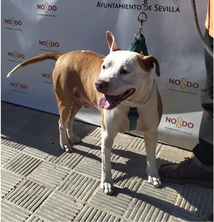 KeopsMontes's tweet photo. URGENTEE COMPARTEE..... PEGALO EN TU MURO....❤
TERRIER BUSCA ACOGIDA O ADOPCION....
Sevilla - Andalucía - España  (1065 dias en una JAULA)
Urgentemente necesito acogida o adopción
Link Original:
https://t.co/1E9Cs8xWln
#en_adopcion_sevilla
Referencia: 2023/2639 https://t.co/zDUPehOIIn