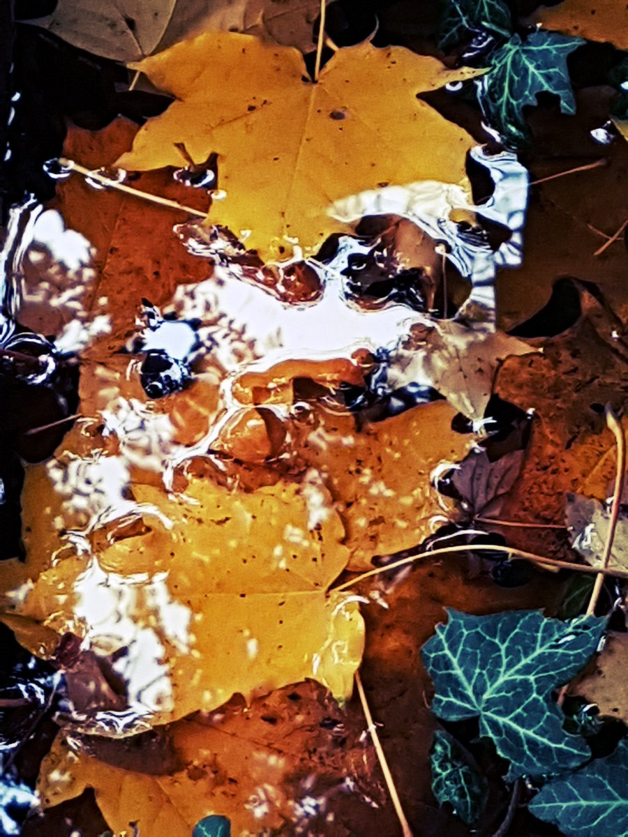 BAvidozo's tweet photo. Série "Street art"
N° 9 : "...à l'eau la lumière ?" (Paris - France)
#photographie #photography #originalphoto #streetart #France #fotografia #reflects #feuilles #eau #water #automne