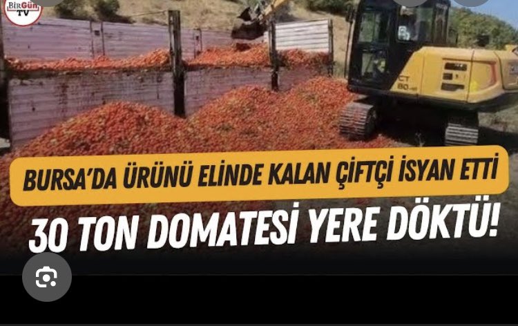 mehmettuluce51's tweet photo. ATALIK TOHUM VE VERİM DOSYASI 2: HANGİ ÜRÜNLERDE HİBRİT ÖNDE?

Atalık tohumların verimiyle ilgili tartışmalarda gözden kaçırılan en büyük gerçek, yüksek verim alınan hibritlerin hangi amaca hizmet ettiğidir. Rakamlar ve kullanım alanları incelendiğinde tablo netleşmektedir.

1. Endüstriyel Ürünler: Mısır ve Soya
Hibrit tohumların atalık türlere göre çok yüksek verim verdiği doğru; ancak bu ürünler mısır ve soya gibi doğrudan insan gıdası olmaktan ziyade hayvan yemi, biyoyakıt ve endüstriyel nişasta bazlı şeker üretimine hizmet eden ürünlerdir. Bu ürünleri doğrudan tüketmediğimizde vücudumuzda bir besin eksikliği oluşmaz. İnsanı doğrudan doyuran temel gıda buğdaydır ve buğdayda kıraç şartlarda atalık tohumlar çok daha güvenilirdir.

2. Arz Fazlası Ürünler: Domates ve Karpuz
Sebze grubunda hibrit tohumlarla elde edilen aşırı verim, genellikle "arz fazlası" sorununa yol açmaktadır. Her yıl tonlarca domatesin ve karpuzun fiyat istikrarsızlığı nedeniyle derelere, yollara döküldüğü bir sistemde, yüksek verim çiftçiye kazanç değil, pazar kaybı olarak dönmektedir. Hibrit sebzeler raf ömrüne odaklanırken lezzet ve besin değerinden feragat etmektedir.

3. Bakliyat Gerçeği
Protein kaynağımız olan mercimek, nohut ve fasulye gibi bakliyatlarda durum çok farklıdır. Bu grupta piyasada hakim olan tohumların neredeyse tamamı hala yerel hatlardan geliştirilen veya doğrudan atalık tohumlardır. Bakliyatta hibritleşme mısırda olduğu kadar yaygın ve baskın değildir.

Sonuç:
Yüksek verim her zaman "gıda güvenliği" demek değildir. 

Asıl mesele, insanı doğrudan besleyen, ilaç ve gübre bağımlılığı yaratmayan,  kuraklık krizine dirençli tohumlara sahip çıkmaktır. 

Rekor verim vadeden hibritler çoğunlukla sanayinin ve yem sektörünün çarklarını döndürürken, atalık tohumlar doğrudan halkın sofrasını ve sağlığını korur.

#Tarım #AtalıkTohum #HibritTohum #GıdaGüvenliği #YerliÜretim