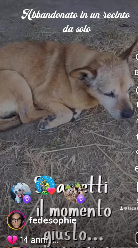 CHICCO14 ANNI E 5 KG È STATO ABBAND9NATO IN UN RECINTO DA SOLO‼️UN PICCOLINO CHE NON STA NEMMENO BENE. ADESSO E IN STALLO MA NON DURERÀ PER SEMPRE. SI TROVA NEL LAZIO. ☎️330429040. RT PER FAVORE 🙏🙏🙏❤️❤️❤️❤️