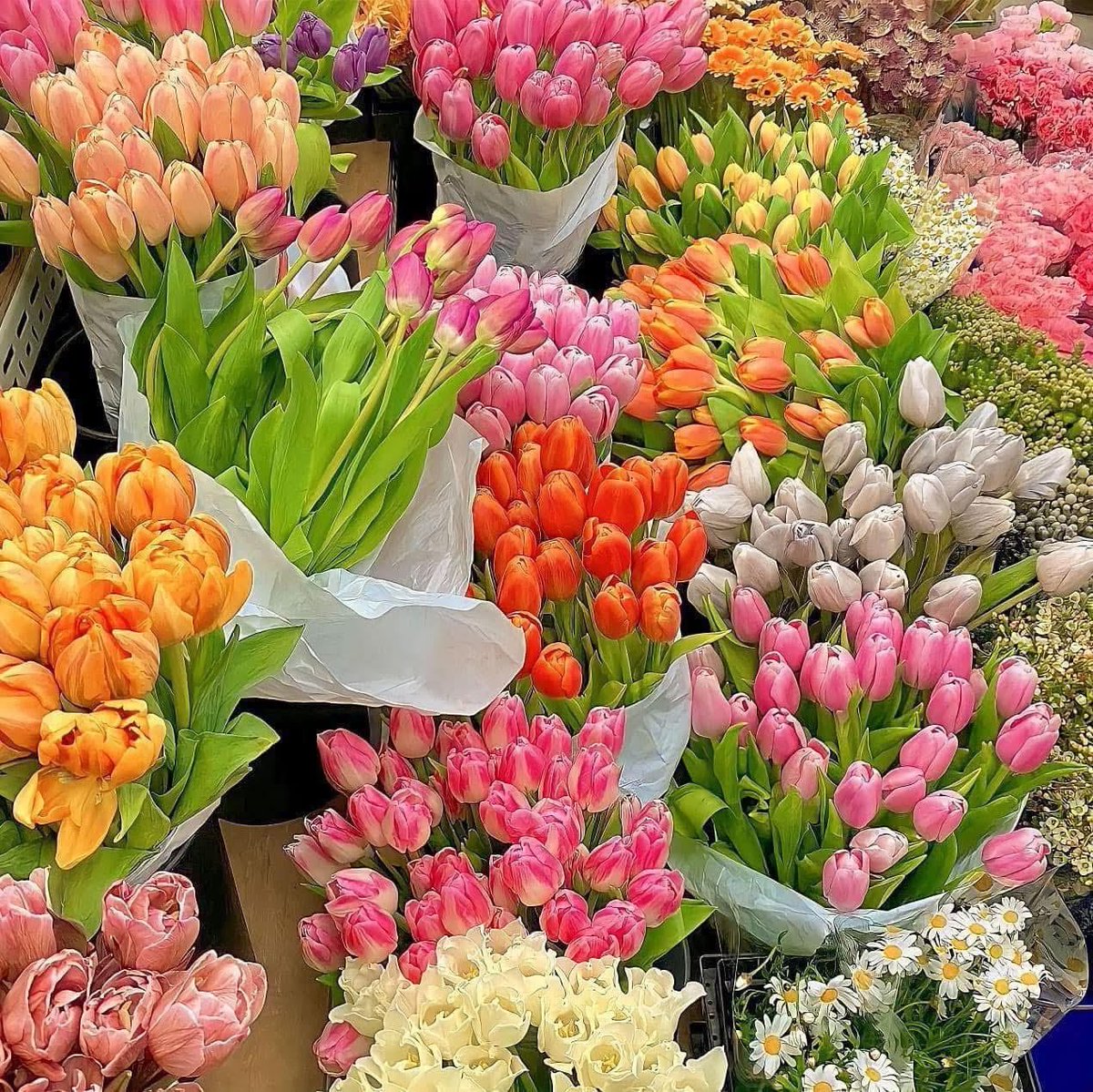 AngelsChlo25139's tweet image. Just wanted to share some bright blooms with you 🌼#flowers 🌸🌺🌻🌹🌷🌼💐