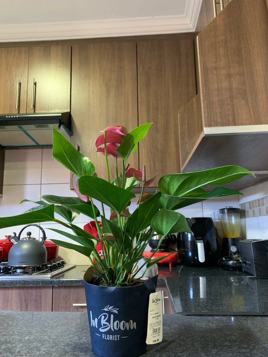 MableBusi's tweet photo. There’s a new baby in the house🥺🥰❤️
#plants #southafrica https://t.co/ou7EcEgmXT